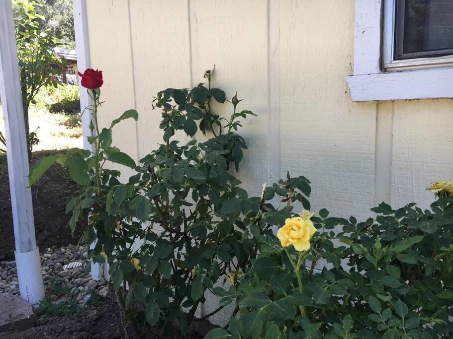 Sierra Sunset Cottage -Yosemite Area Vacation Cottage Ahwahnee Ngoại thất bức ảnh